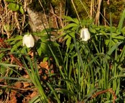 Hvitveis (Anemone nemorosa)