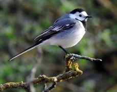 Linerle (Motacilla alba)