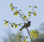 Løvsanger (Phylloscopus trochilus)