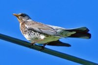 Gråtrost (Turdus pilaris)