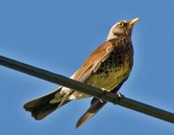 Gråtrost (Turdus pilaris)