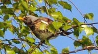 Gråtrost (Turdus pilaris)