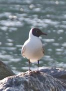 Hettemåke (Chroicocephalus ridibundus)