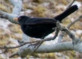 Svarttrost (Turdus merula)