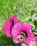 Bumble-bee (Bombus)