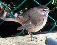 Bluethroat (Luscinia svecica)