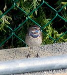 Bluethroat (Luscinia svecica)