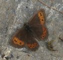 Fløyelsringvinge (Erebia ligea)