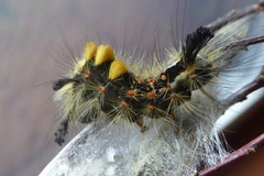Høstbørstespinner (Orgyia antiqua)