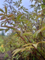 Rødhyll (Sambucus racemosa)