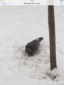 Ringdue (Columba palumbus)