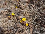 Hestehov (Tussilago farfara)