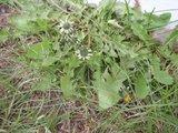 Løvetannslekta (Taraxacum)