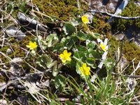 Bekkeblom (Caltha palustris)