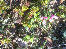 Bog-rosemary (Andromeda polifolia)