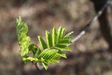 Rogn (Sorbus aucuparia)