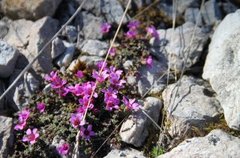 Rødsildre (Saxifraga oppositifolia)