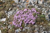 Fjellsmelle (Silene acaulis)