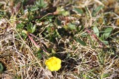 Mureslekta (Potentilla)