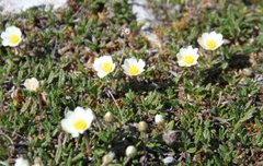 Reinrose (Dryas octopetala)