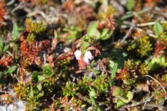 Mountain Bearberry (Arctous alpina)