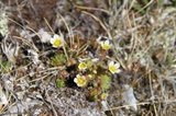 Tuesildre (Saxifraga cespitosa)