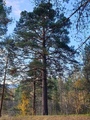 Furu (Pinus sylvestris)