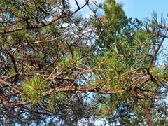 Furu (Pinus sylvestris)