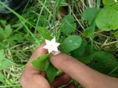 Skogstjerne (Trientalis europaea)