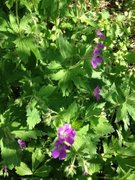 Skogstorkenebb (Geranium sylvaticum)