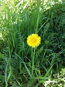 Løvetannslekta (Taraxacum)