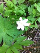 Hvitveis (Anemone nemorosa)