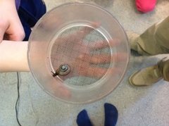 Copse Snail (Arianta arbustorum)