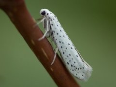 Heggspinnmøll (Yponomeuta evonymella)