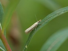 Blek nebbmott (Agriphila straminella)