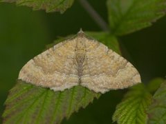 Gullmåler (Camptogramma bilineata)