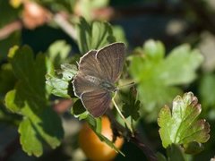 Eikestjertvinge (Favonius quercus)