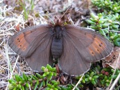 Dewy Ringlet (Erebia pandrose)