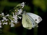 Rapssommerfugl (Pieris napi)