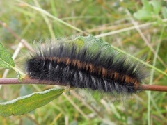 Fox Moth (Macrothylacia rubi)