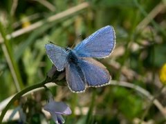 Alpine Blue (Plebejus orbitulus)