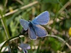 Fjellblåvinge (Plebejus orbitulus)