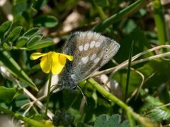 Alpine Blue (Plebejus orbitulus)