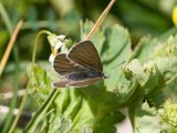 Fjellblåvinge (Plebejus orbitulus)