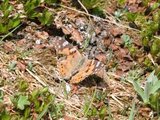 Tistelsommerfugl (Vanessa cardui)