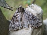 Grått taigafly (Xestia speciosa)