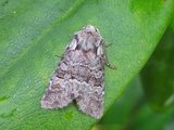 Rotstrekvierfly (Brachylomia viminalis)