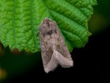 Brunt stengelfly (Hydraecia micacea)