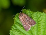 Gressmarkfly (Cerapteryx graminis)