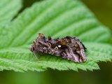 Fiolettbrunt metallfly (Autographa pulchrina)